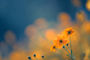 长安马自达是国产车吗-