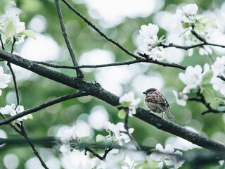 乒乓球运动中如何高抛发球